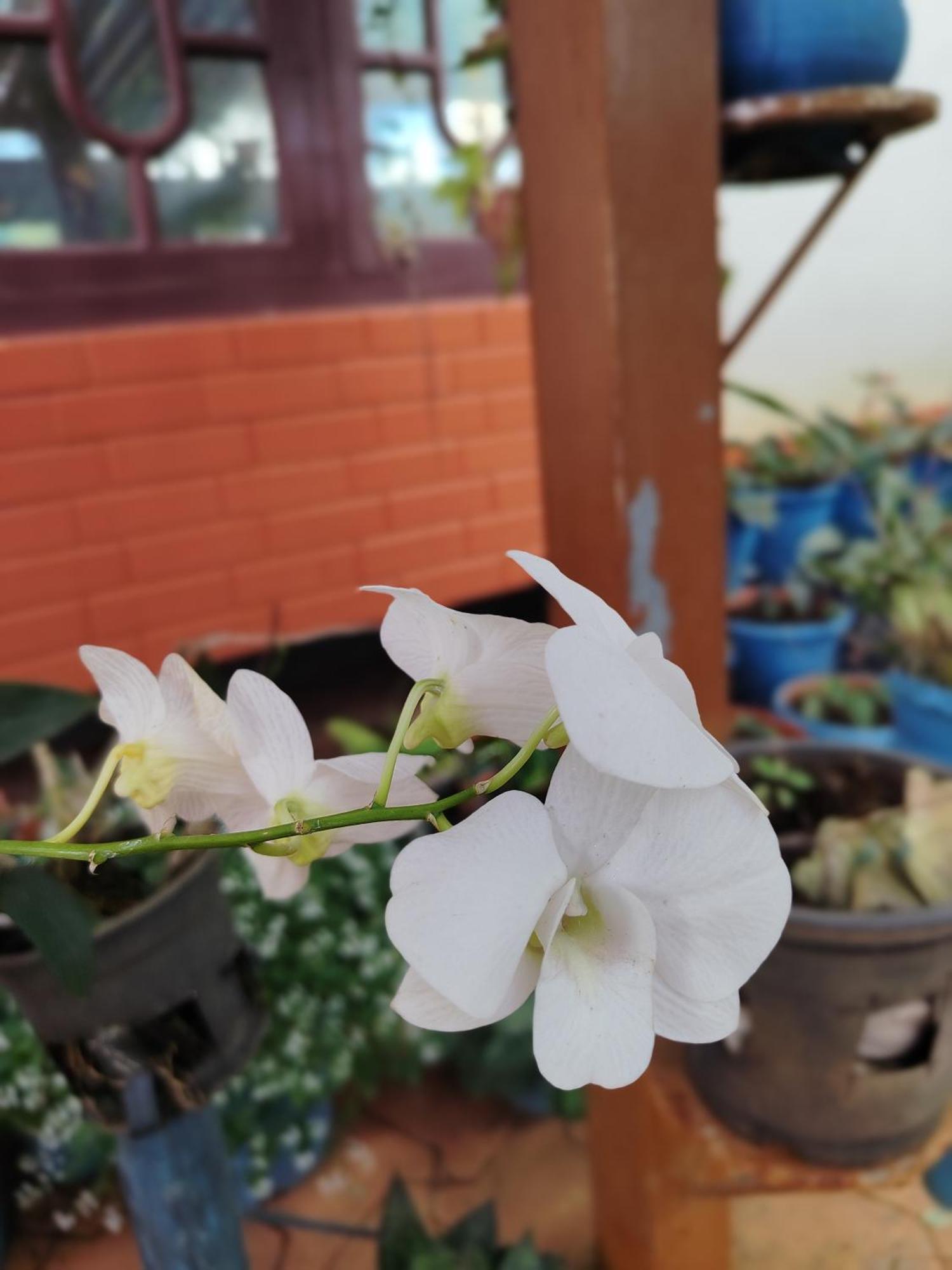 Shivalaya Homestay, Madikeri Siddāpur Extérieur photo